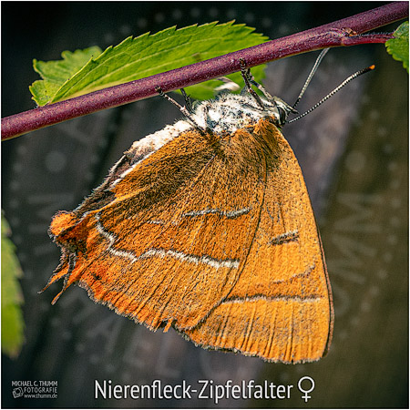 Nierenfleck-Zipfelfalter - © Michael C. Thumm